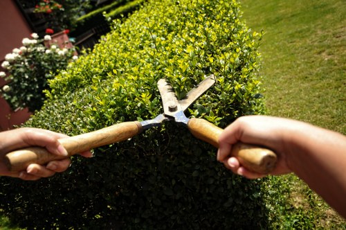 Tree surgeon pruning branches on a mature tree