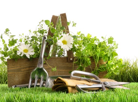 Accepted secure payment methods for tree surgeons in Thorntonheath