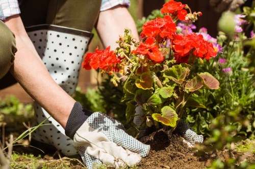 Professional tree inspection process for a residential garden